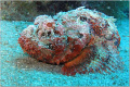 Scorpion fish at St. Kitt  Olympus sp 350 