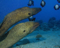 Eels, Airport Beach, Maui Hi 
