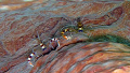 Banded Coral Shrimp at Tobago in June 2007.  Taken with a PowerShot SD550. 
