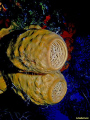 Basket Sponges on a wall dive. 