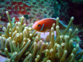 Image from Truk. Anemone Fish. 