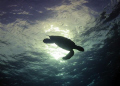 Lone turtle dives after taking a long breath, Rainbow Canyons, BVI taken with Canon elph 2.1 MP in Polycarbonate housing 