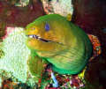 Moray eel seen in Tobago June 2007.  Photo taken with a Canon PowerShot SD 550. 