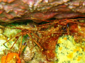 Pair of Arrow Crabs seen in Tobago.  Photo taken with a Canon PowerShot SD 550. 