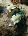 Two for 1 nudi's, This Photo was taken at Airport Beach, Kaanapali, Maui HI with an Olympus 3040z in a Light & Motion Tetra housing using Sea & Sea YS90 strobes. 