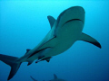 Black Tip reef shark in Roatan 