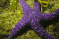 Sea Star. 30' high tide. 