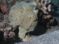 frog Fish, Lanai, HI 