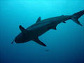 a black tip reef shark...lunch? 