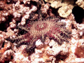 Crown of Thorns 