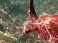 A small turtle in Maui, HI.   