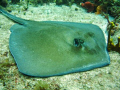 Stingray seen at St. Maarten August 2007.  Taken with a Canon PowerShot SD 550. 