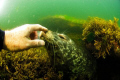 Harbour Seal making a new friend 