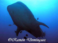 Whale shark at Roca Partida, island. 