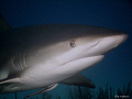 Wow !!!!! What a great dive this was at Runway, one of the locations Stuart Cove's uses for the shark feed. This was taken when the food was not offered. He was very curious!!!!!!  