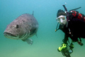 Diver Laura Poore with a giant black sea bass.  We estimated its size at about 300 pounds and it reminded me of an underwater Saint Bernard...only bigger...  Canon 350D/20mm f/2.8 w/ Ikelite DS-125 strobe. 