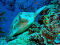 Hawkbill turtle enjoying relaxing moment !

Sipadan, Sabah, Borneo, Malaysia
 