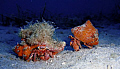 Hermit crabs on the move Calvi Corsica 