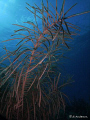 Moving with the flow, This was the first photo of the dive at Henekin Wall in Nassau. Sunny Day for diving. 