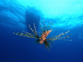 lion fish, Nikon D1 with SeaCam Housing 