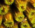 Peek - Taken in Grand Cayman with a Nikonos RS, 50mm lens and a 2x extender with Nikonos strobes. 