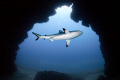 Shark Cave 