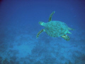 Turtle in the blue 