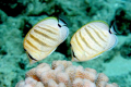 A pair of pebbled butterflyfish. Taken with my 20D and 60MM macro lens 