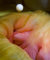 Mystic flow--  anemone stomach opening. 