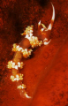 A beautiful Nudibranch hunts for food on a sponge during a night dive 