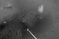 Ascending from the U-352 wreck.   