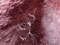 Hiding from predators, we found these two Banded Coral Shrimp inside a large sponge while diving at Missing Link in Roatan. 