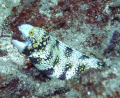 Snowflake Eel 