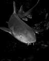 Nurse Shark - Image taken in Belize with a Nikon D100, 18mm lens, Aquatica housing and Ikelite strobes. 