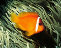 Classic - Clownfish image taken in Northern Fiji Islands with a Nikonos V, 15mm lens, velvia film, with a SB103 strobe. 