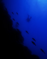 Swimming Away - Image taken in Turks and Caicos with a Nikonos V, 15mm lens. 