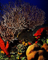 Reef - Image taken in Cayman Islands with a Nikonos V, SB-105 strobe, Fuji Velvia film with a 15mm lens. 