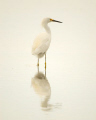 Foggy Morning Fishing - Image taken in SW Florida with a Nikon D200, 300mm 2.8 lens. 