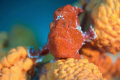 Red Longlure Frogfish at the dive site Small Wall, Bonaire. 