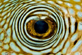 I'm looking at you!
Raja Ampat / West Papua 