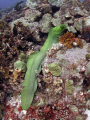 Green Moray, Alice in Wonderland, Bonaire 