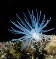 Protanthea Simplex, Swedish west coast. 