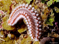 "Ouch" Beautiful but can hurt ya! This image of a Bearded Fireworm was taken in Roatan in 2007. I used my DC500 w/ dual flash units.  