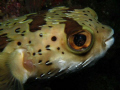 Balloomfish, North Pacific, Costa Rica 