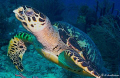 This photo of a turtle was taken off Nassau this past August.  