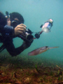 Juan and The Caribbean Reef Squid, El Escambrón, Puerto Rico 