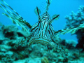 Lion Fish of the coast of Mombassa 