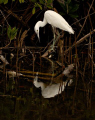 Fishing - Image taken in SW Florida with a Nikon 200, 3000mm f2.8 lens. 
