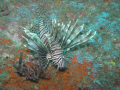 Lion fish on the U-352 off north Carolina Coast, Moorehead City. Shot with an Oly c8080 