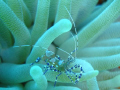 cleanner shirmp on anemonie 
